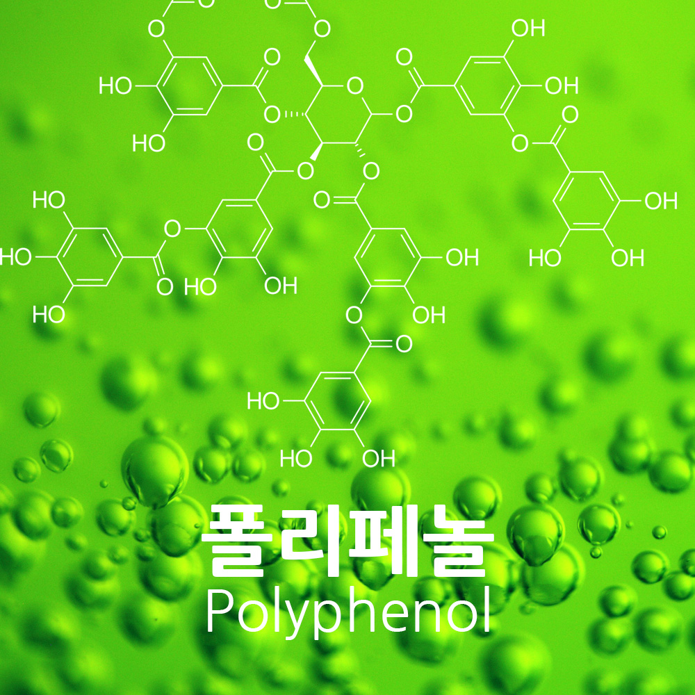 상황버섯